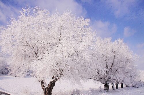 Season’s Greetings 2024